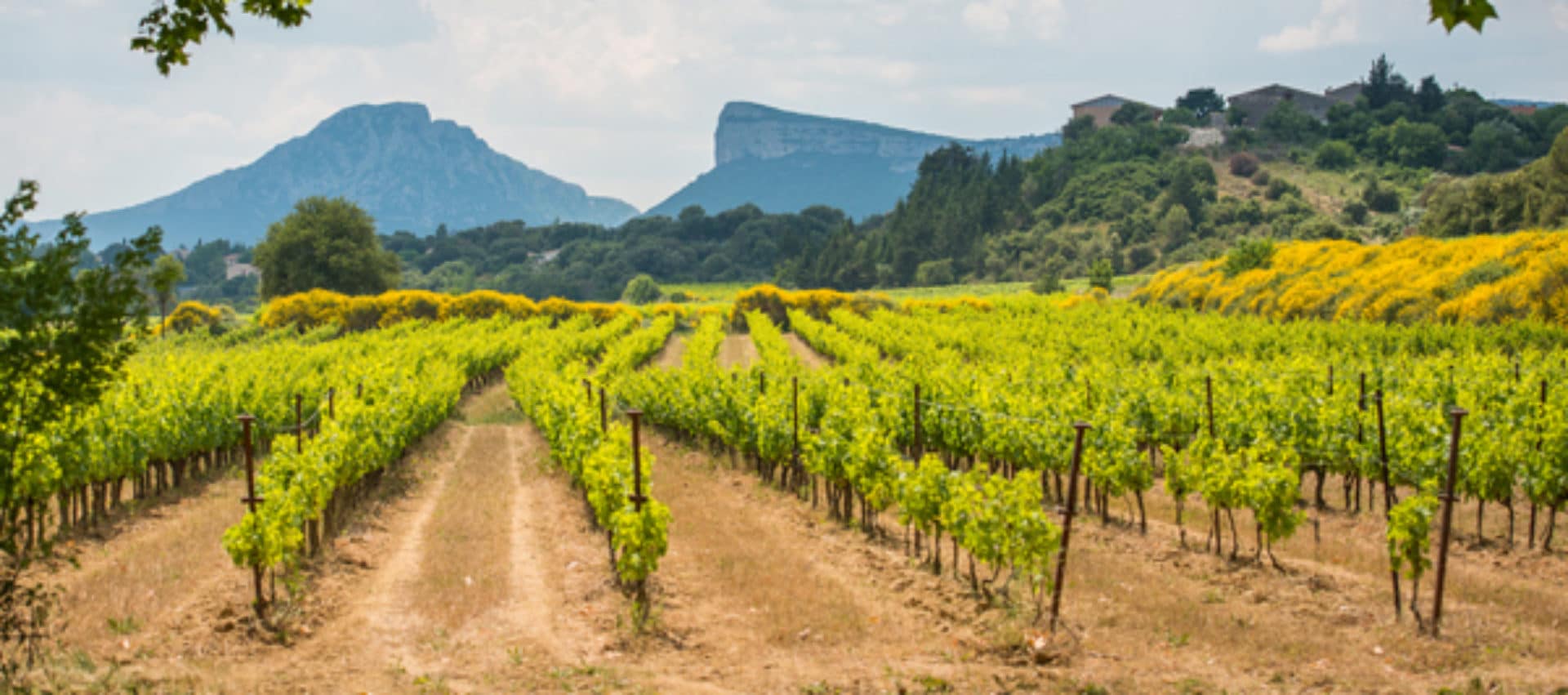 cropped-vins-saveurs-pic-saint-loup-1.jpg